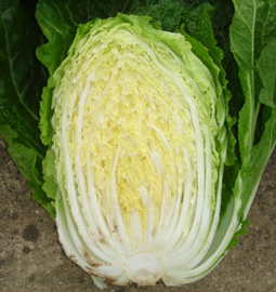 [i_Haenam] Haenam Golden Cabbage 20kg _ contained Lycopene _ Made In Korea