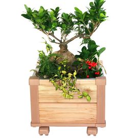 [Gallery Deco] Mobile DIY wood potted plants small, two level, indoor garden, made in Korea