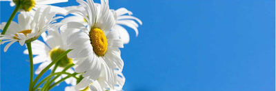 Unveiling the Wonders of Azulene: From Skin Soothing to Antioxidant Power! The Allure of Azulene Cosmetics